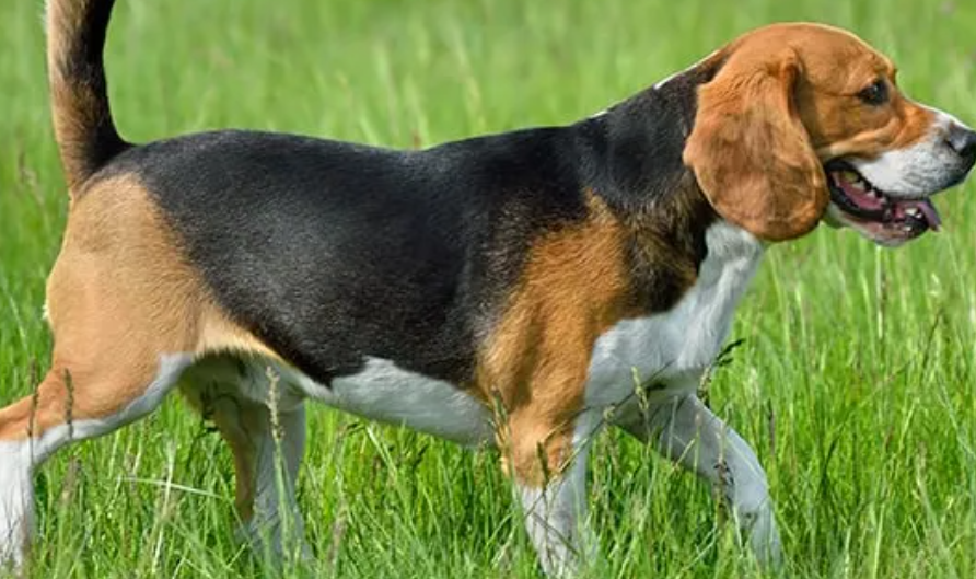 beagle